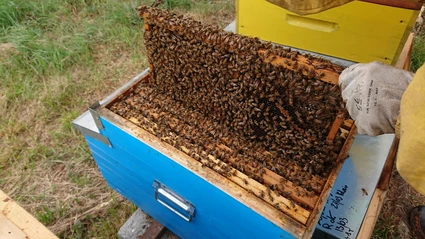 Auf der Entdeckung eines Bienenstocks: die Welt der Bienen an einem Tag 3